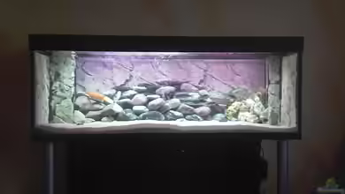 Malawi Becken von Francesco