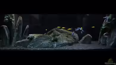 Malawi_Black von Malawi Duck