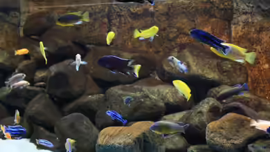 Malawi Dream von Zerta