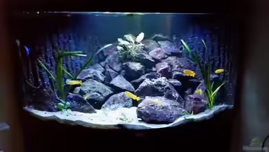 Malawi Juwel Trigon 350 von Gunnar2060