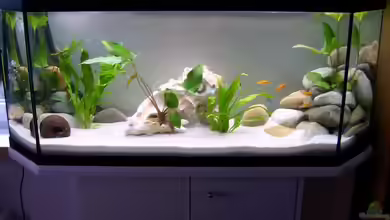 Malawi Katzentraum von Kleene69