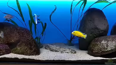 Malawi Lagoon von Geert Vrancken