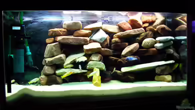 Malawi Mbuna Becken -Aufgelöst- von BronzeOrb