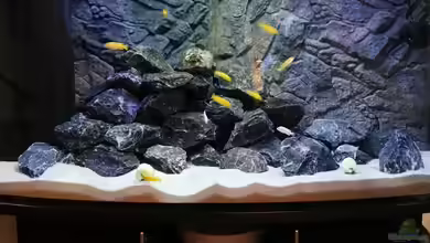 Malawi Mbuna von Max V.