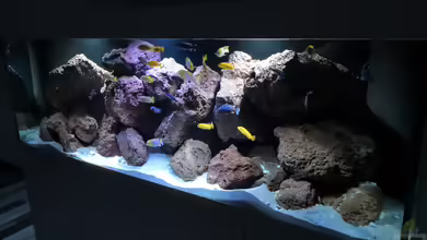 Malawi mbuna von Speedy02