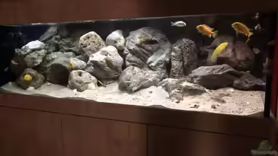 Malawi NonMbuna von Charmin