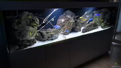 Malawi nonmbuna von Speedy02