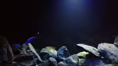 Malawi (nur noch als Beispiel) von der Steirer