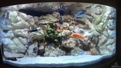 Malawi Panorama Eckbecken von malawifans