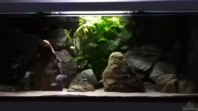 Malawi Pfütze von Warsteiner