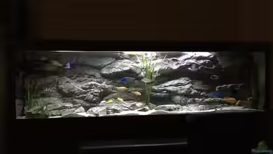 Malawi Purkersdorf von Purki