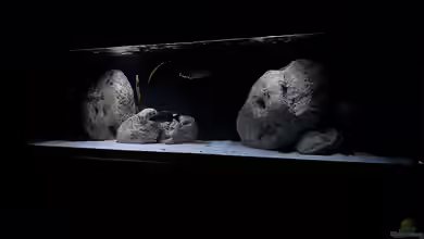 Malawi Räuberisch von malawidortmund