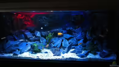 Malawi reef von Jean-Paul Ambord