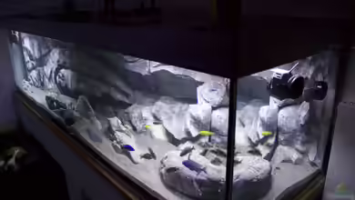 Malawi Reef von Tobias Sch.