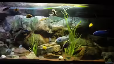 Malawi rough shore (Nur noch als Beispiel) von TheToxicAvenger