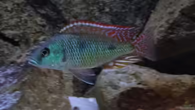 Malawi sandy shore(Nur noch als Beispiel) von TheToxicAvenger