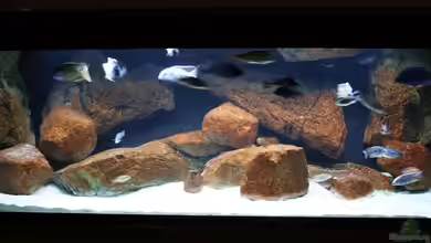 Malawi-Schaubecken von Malte