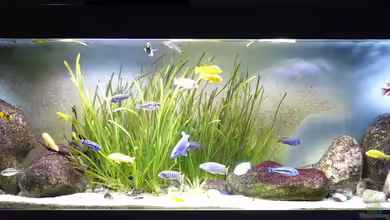 Malawi Schwerpunkt NonMbuna von Tristan