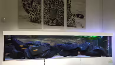 Malawi Studio von Living Trees