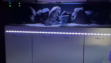 Malawi Tank von Alex261084