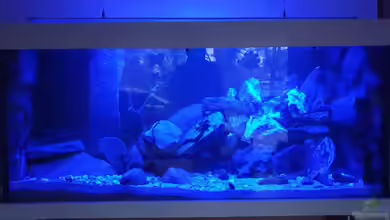 Malawi Tank von EliJac