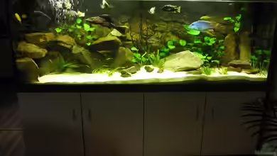 Malawi Traum ( nicht mehr vorhanden) von Monoculus