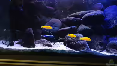 Malawi Übergangszone von MoPuppets