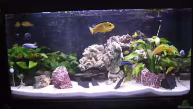 Malawi United von Malawi United