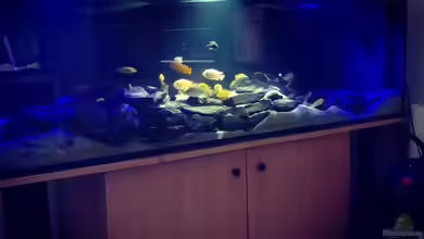 Malawi von Frank von Franky Malawi