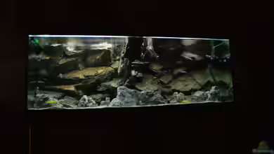 Malawi World( nur noch Beispiel, kommt neues) von Frank Wollenburg