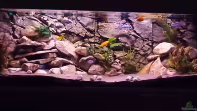 Malawi XX351XX - wurde aufgeloest von Stefan J.