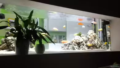 Malawi-Zone von merlin1910