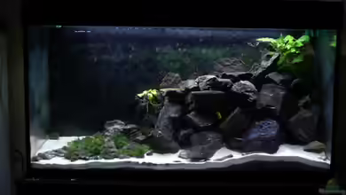 Malawi von Cichlid Power