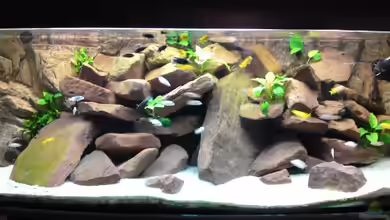 Malawi von Debby & Daniel