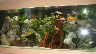 Malawi von Thoralf Berner