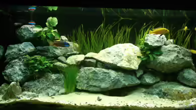 Malawi von Gartengestalter