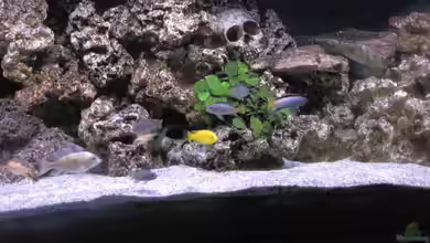 Malawi von DawnInMunich