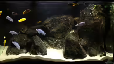 Malawi von Malawikrabbe