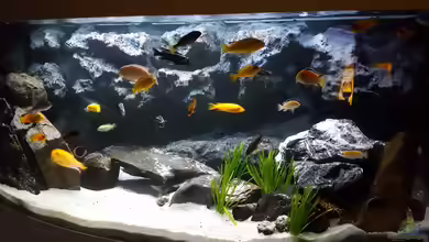 Malawi von malawifans