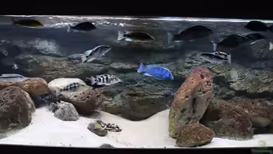 Malawibecken 1120 Liter von Tom