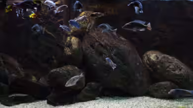 Malawibecken 784 Liter von Tom