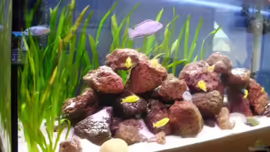 Malawibecken von Bauzel