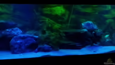 Malawibecken von Wensday