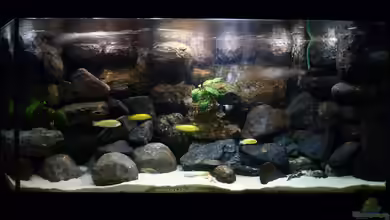 Malawibecken von Der Michel