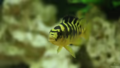 Malawibecken von Flora15