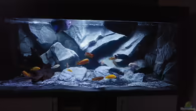 Malawibecken von Mirko Zeisse