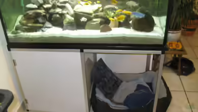 Malawibecken von Rain