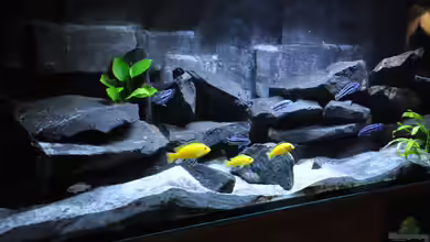 Malawidream von DominikZ