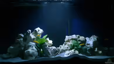 MALAWIDREAM von mawil