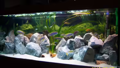 Malawie Rock´s von 47 Malawi